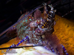 Saron or Marbled Shrimp (Saron marmoratus) - Tulamben, Ba... by Marco Waagmeester 